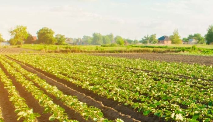 Сельское хозяйство в Израиле